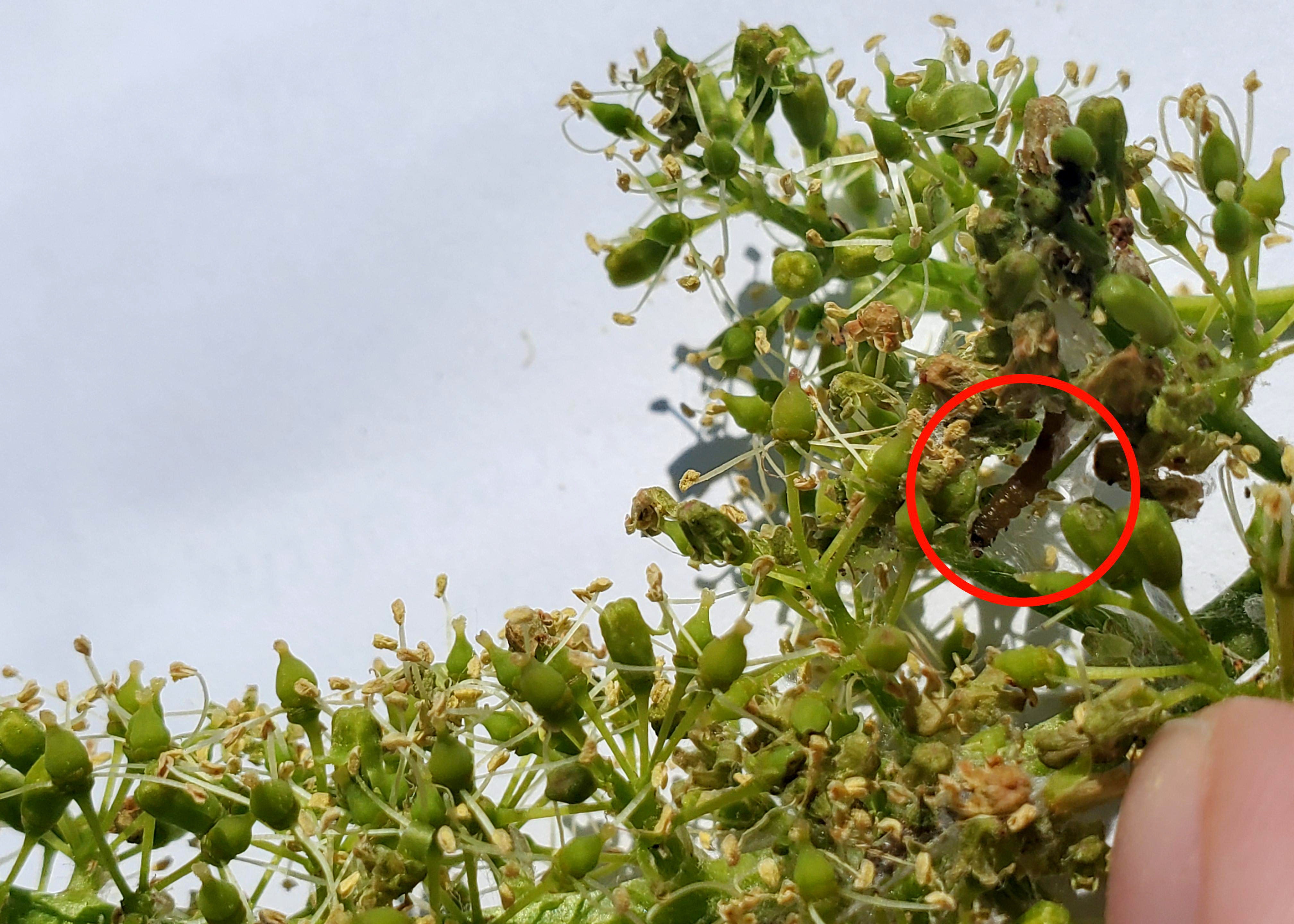 Grape berry moth larva in a grape cluster 